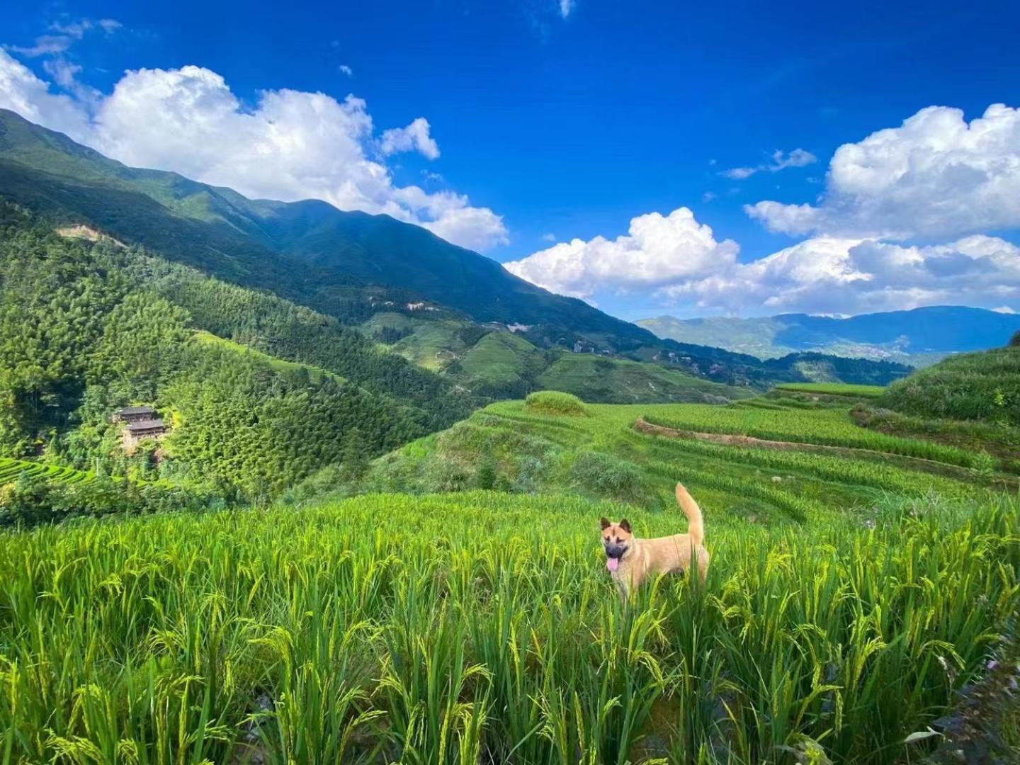 Longji Terrace La Vie Inn Longsheng Luaran gambar