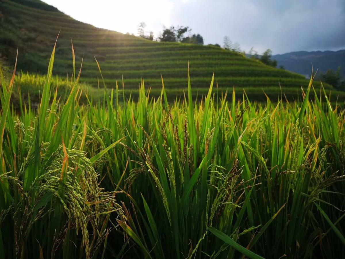 Longji Terrace La Vie Inn Longsheng Luaran gambar